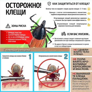 Из-за тёплой погоды в Беларуси проснулись клещи